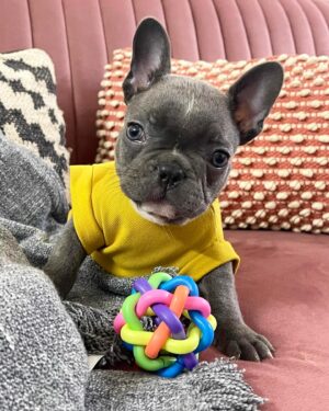 Bhuvan Arora Instagram - Our Brindle of Joy 🧿❤️
@misspompomarora 
.
📷- @priyamdhar 
.
#shukrana