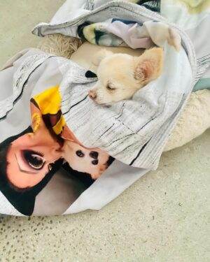 Bianca Del Rio Instagram - My sweet Dede,
Today marks one year without you. 
I miss you terribly ❤️‍🩹
17 years together wasn’t enough.
I will love you forever 💋