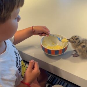 Bibá Pitta Instagram - Olhem que delícia 🥰.. o Toninho a dar a papinha á Náná (nome  que a Madalena batizou)😜😍
A Náná encontra-se fresca e fofa e tem cuidadores por todos os lados, o que eu ainda não consegui foi  filmar para vos mostrar da mãe gaivota a dar-lhe de comer todas as manhãs e a vigiá-la ..é lindo 😍 ( tem mais crias no meu telhado , a náná caiu … mas para tudo tem que se ter sorte e a náná teve, tem uma família que a adotou 😍
A natureza é sábia mesmo !! Logo logo a bebé vai crescer ,aprender a voar e segue caminho!!!
Estou certa não estou ? 
Beijinhos , boa semana ☀️

#newbabygift #gaivota#bebesfofos #bebêgaivota🐦🐦 #nana #🪿