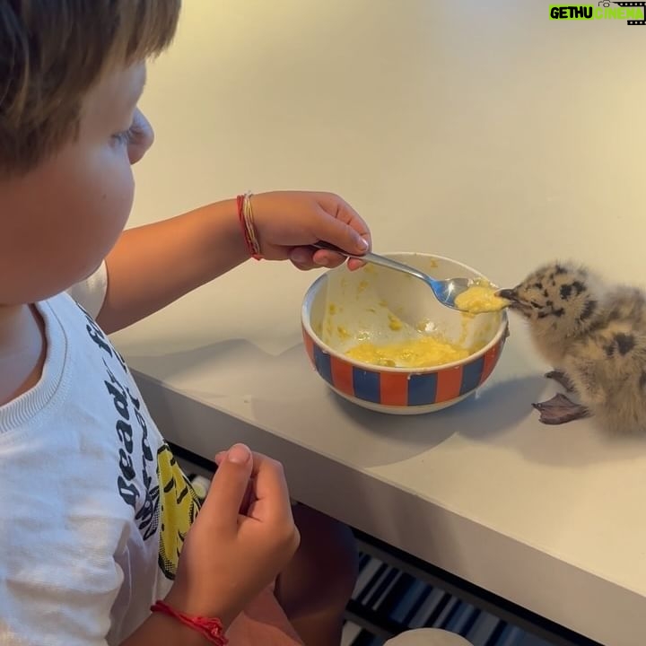 Bibá Pitta - 6K Likes - Olhem que delícia 🥰.. o Toninho a dar a papinha á Náná (nome que a Madalena batizou)😜😍
A Náná encontra-se fresca e fofa e tem cuidadores por todos os lados, o que eu ainda não consegui foi filmar para vos mostrar da mãe gaivota a dar-lhe de comer todas as manhãs e a vigiá-la ..é lindo 😍 ( tem mais crias no meu telhado , a náná caiu … mas para tudo tem que se ter sorte e a náná teve, tem uma família que a adotou 😍
A natureza é sábia mesmo !! Logo logo a bebé vai crescer ,aprender a voar e segue caminho!!!
Estou certa não estou ?
Beijinhos , boa semana ☀️
#newbabygift #gaivota#bebesfofos #bebêgaivota🐦🐦 #nana #🪿