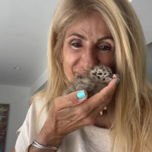 Bibá Pitta Instagram - Só me faltava mais esta , uma gaivota bebé na minha vida 😂😍
Apareceu do nada  no meio do meu jardim a piar( caiu de um ninho,  talvez do telhado ) 
Como um bebezinho precisa de calor alimento e proteção até crescer … e é o que vou fazer … vai crescer connosco e um dia destes vai á sua vida quando voar … é tudo uma questão de tempo .. 😍
É assim que devemos ser… é ou é minha gente querida, estou certa ou estou errada ? 😍

Beijinhos 😍