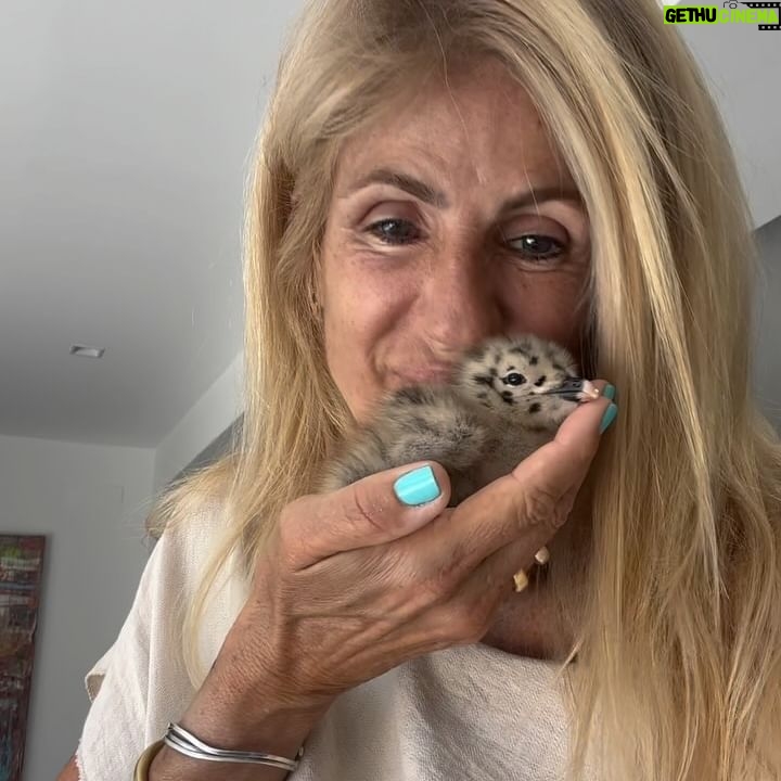 Bibá Pitta - 10.5K Likes - Só me faltava mais esta , uma gaivota bebé na minha vida 😂😍
Apareceu do nada no meio do meu jardim a piar( caiu de um ninho, talvez do telhado )
Como um bebezinho precisa de calor alimento e proteção até crescer … e é o que vou fazer … vai crescer connosco e um dia destes vai á sua vida quando voar … é tudo uma questão de tempo .. 😍
É assim que devemos ser… é ou é minha gente querida, estou certa ou estou errada ? 😍
Beijinhos 😍