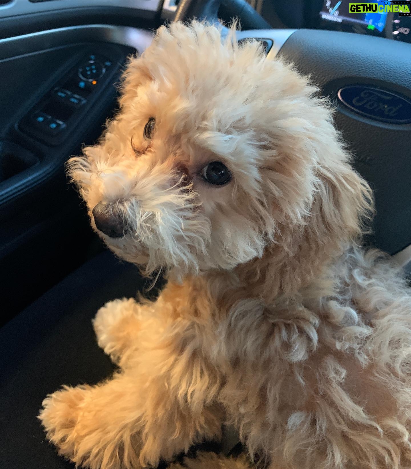 Bijan Ali - 852 Likes - When your puppy 🐶 gives you the side eye 😒…😂🤣😂
Ginger Amara Ali
.
.
.
.
.
#mybestfriend
#mybestie
#nationaldogday
#nationalpuppyday
#ginger
#sideeye
#hotmess
#puppywithanattitude
#gingeramaraali
#superstar
#teacuppoodle