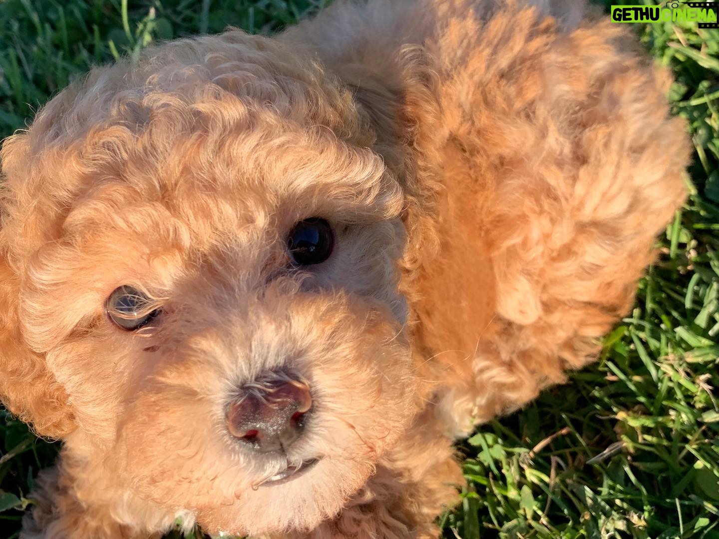 Bijan Ali - 651 Likes - Ginger Day!! Do you have pets?? I have 3 dogs 🐶 and 2 cats 🐱. Ginger is my 2 pound baby Toy Poodle that I got for my birthday. Tell me what pets you have in the comments 🙌💕
.
.
.
.
.
.
.
#gingerthepoodle
#ginger #lovemybaby #mypuppy #puppylove #hotmessexpress #tinyterror #spunky #goatkicks #toystealer #pottytraining #puppybreath #puppyinstagram #puppyinsta