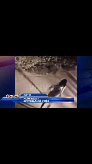 Billy Corben Instagram - Accused sex pest Miami Beach Mayor Steven Meiner is pissed that WSVN helped arrest a known sex offender who brutally raped a rollerblader on the Beachwalk #BecauseMiami

Meiner now wants to prosecute cops for sharing information with the press that helped catch a man who allegedly committed a violent sexual assault in Miami Beach between 23rd and 24th streets on July 16. A video obtained by Miami’s Channel 7 news station shows a woman rollerblading when a male approaches her from behind, grabs, chokes, and throws her to the ground — then pulls her into the bushes, where she says he sexually assaulted her.

The arrest warrant even credits the media with helping police to identify the suspect: “Chief Luke Plesa, of the Sunny Isles Police Department, saw the news coverage of the incident and recognized the subject from recent police contact.”

Keith Hill Jr., a previously convicted sex offender from Illinois, was arrested by police in Hollywood, Florida and charged with sexual battery, giving a false ID to authorities, and failing to register as a sex offender.

Sources say there is an active Internal Affairs investigation by @miamibeachpd to identify and punish whoever helped catch this rapist by sharing information with the press.
 
@stevenmeiner resigned earlier this month from his 17-year job as an attorney at the SEC amidst an HR probe into sexual harassment claims by three women in the Miami office. He took a new job with a private company owned by the former CEO of a company who recently got a contract with the City of Miami Beach.

🎥 @sheldonfoxreporter