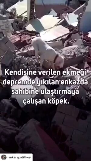Binnaz Avcı Instagram - Vicdan insanoğlu vicdan... #sokakhayvanlarısahipsizdeğil