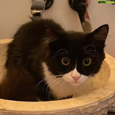 Binnaz Avcı - 510 Likes - Jolie artık yalnız yaşamamalıydı karar vermiştik sevgilimle,dedi ki jolie senin prensesin köpek olamaz yeni evladımız,kedi sahiplenmeliyiz…bir takım sayfaları takip etmeye başladık yavrumuzu arıyoruz…günler geçiyor.. sonra bir öğlen evden çıktım bir sesleniş duydum kazan dairesinden sakın dedim kendime sana öyle geliyor,sonra o akşam yemeğe çıktık sevgilimle dönüşte aynı sesi o duydu girdi o bir sürü atılmış eşya olan yere arkasında ben,avuç içi kadar bir şeyle çıktı geriye öyle çaresiz öyle yalnız süt anne lazım dedi o anlar kedilerden ben bilhaber..götürdük saat gece.. bir anne varmış orada memeleri süt dolu sokağa atılmış orada korunmaya alınmış belki kabul eder dediler..etti.. sonrasında benim evladım olan yavruyu .. sonra alın dediler gittik aldık o kadar küçük bir canlıya hiç bakmamışım bilmiyorum 3 saatte bir doyur pamukla karnını okşa işesin kakasını yapsın..ne zor ve ne kadar anne olmak..,,kışın dert yok apartmandayız ama yazın evimiz Bahçeli ben evladımı 16 ay bahçede çok ama çok uzun bir tasmayla tuttum,sonra hata dediler o bir kedi bunu yapamazsın belki de haklıydılar 2 ay Özgür yaşadı benim ezgin ve güzel kızım sonra bir sabah bütün kalbimle dışarı çıkmaması içime doğmuşken bıraktım evladımı ben ,ve o gün öldüğünü artık bana dönmeyeceğini biliyordum,5 gün sonra ölüsüne kavuştum bunun için de minnettarım Yaradan’a o bulunduğu günün sabahı yalvardım en azından ölüsünü ver.. Belki farkındasınızdır o günden beri hiç bir şey paylaşmıyorum önemli olmadıkça,çünkü bu platformda gösterilen her şey bir illüzyon,tahrik malzemesi. ..peki neden bu gece bunu yazdım hayvanları koruma günü ya..benim ömürlük yaram angie ve biliyormusunuz katline destek verdiğiniz o hayvanlar aslında kendi yok oluşunuzun ilk adımları .AKLEDİN der Yaradan oNLARIN yok edilişi sizin yok edilişinizin ilk adımları….Angie çok özledim,senden sonra hiç aynı olmayacak hayat..