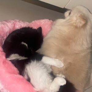 Binnaz Avcı Instagram - HÜKMÜN SAHİBİ ALLAH’TIR🙏zor günlerden geçiyorum bebeliğimden beri köpek dostlarım var benim, hayat yoldaşlarım ,bir kediyle karşılaşmam takdiri ilahi daha gözleri kapalı çişini yapmayı bilmez,hatta biberon olmadan beslenemez.Aldık kabul ettik uğraştık,didindik nasip etti Yaradan onu, hayata tutunmaya vesile edildik…Bir de kızım var benim 2 aylıkken ana kucağından ayrılmış,titreye titreye ilk gecesini aynı yatakta beraber ağlayarak geçirdiğimiz,4 gün sonra ben bu canın sorumluluğunu kaldıramayacağım diye isyan ettiğim sonra CAN’ım YOLDAŞIM olmuş Jolie’m..en kıymetlim..o da,yıllar sonra gelen hükümdarlığına göz diken cana kıyamamış korumuş,sevmiş kabul etmiş küçük ama birbirini seven bir aileyiz biz🙏uzun zaman kedi kızımı tasmayla korudum ben sonra böyle olmaz dediler o bir kedi,sonra özgürlüğünü verdim ona hep geri geldi ta ki düne kadar…Kendimi hasta edecek kadar ağladım ki beni bozmaz ölüm acıları bilirim Rabbine esasa kavuşmuştur her giden…ama kayıp başka bir şey Allahım düşmanıma nasip etmesin..çok yazarım ama tercihim azdır,biz kedi,köpek yoldaşlarını hafife almayın bize deli muamelesi yapmayın,karnımızda taşımış olmayabiliriz ama aynı emekleri verdik biz onlara hiç konuşamayan çocuklarımızın ne dediklerini hep anladık ve biz de hep onlara göre inşa ettik hayatlarımızı..onlar sadece kedi köpek değil..Şimdi durduğum yerde evlatlarını kayıp etmiş,kaybetmiş değil kayıp etmiş analar karşısında dilim lal olur acıdan bahsetmeye utanırım,amma velakin bir karanlıkta bana nasip olmuş o 10 günlük cana canımla,canımızla baktık benimle nasibi bu kadardıysa amenna,tek dileğim var Yaradan’dan bana muhtaç,bana kavuşmak için çabalar durumda olmasın🙏benim kaderimin en anılası yerinde o da artık bana dönerse şükrederim,dönmezse muhtaç etmesin kimseye sağ ve sağlıklı olsun derim,bana onunla geçen günleri nasip ettiği için teşekkür ederim Yaradan’a..,HÜKÜM ALLAH’INDIR 🙏LA İLAHE İLLALLAH🙏