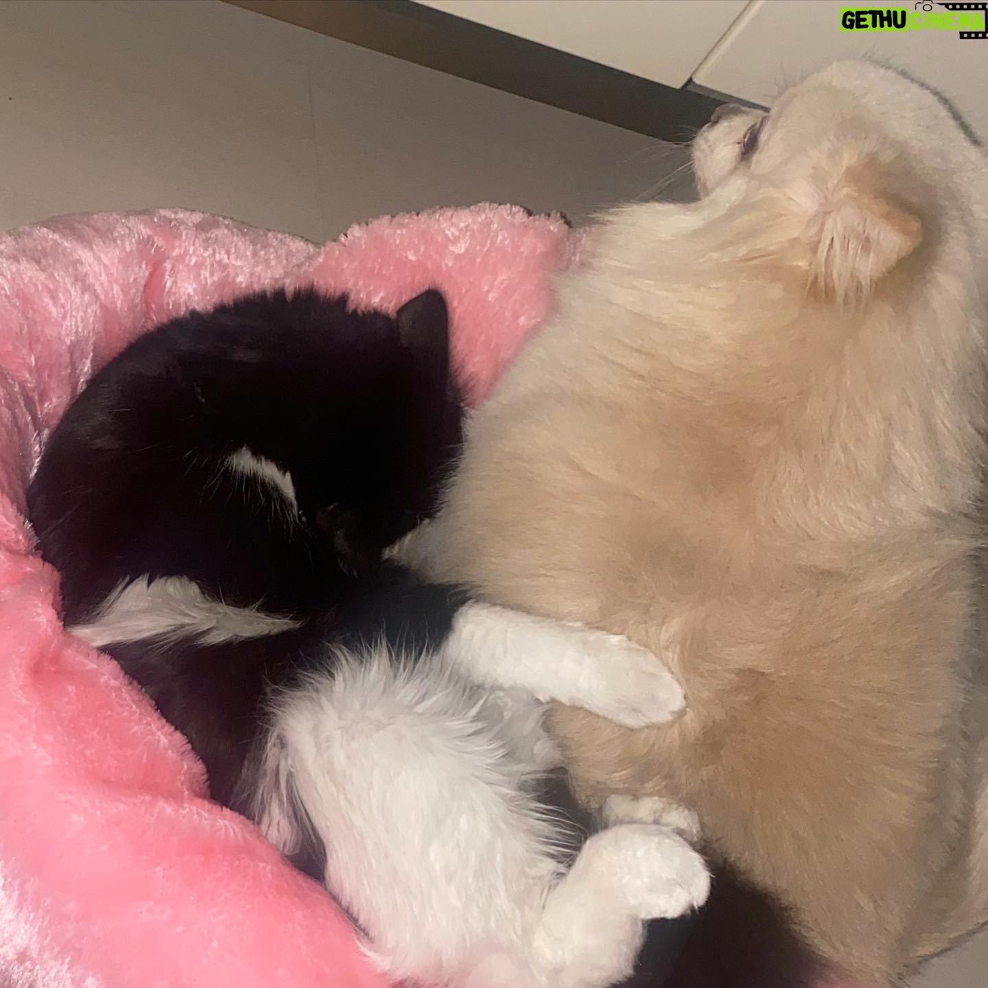 Binnaz Avcı - 525 Likes - HÜKMÜN SAHİBİ ALLAH’TIR🙏zor günlerden geçiyorum bebeliğimden beri köpek dostlarım var benim, hayat yoldaşlarım ,bir kediyle karşılaşmam takdiri ilahi daha gözleri kapalı çişini yapmayı bilmez,hatta biberon olmadan beslenemez.Aldık kabul ettik uğraştık,didindik nasip etti Yaradan onu, hayata tutunmaya vesile edildik…Bir de kızım var benim 2 aylıkken ana kucağından ayrılmış,titreye titreye ilk gecesini aynı yatakta beraber ağlayarak geçirdiğimiz,4 gün sonra ben bu canın sorumluluğunu kaldıramayacağım diye isyan ettiğim sonra CAN’ım YOLDAŞIM olmuş Jolie’m..en kıymetlim..o da,yıllar sonra gelen hükümdarlığına göz diken cana kıyamamış korumuş,sevmiş kabul etmiş küçük ama birbirini seven bir aileyiz biz🙏uzun zaman kedi kızımı tasmayla korudum ben sonra böyle olmaz dediler o bir kedi,sonra özgürlüğünü verdim ona hep geri geldi ta ki düne kadar…Kendimi hasta edecek kadar ağladım ki beni bozmaz ölüm acıları bilirim Rabbine esasa kavuşmuştur her giden…ama kayıp başka bir şey Allahım düşmanıma nasip etmesin..çok yazarım ama tercihim azdır,biz kedi,köpek yoldaşlarını hafife almayın bize deli muamelesi yapmayın,karnımızda taşımış olmayabiliriz ama aynı emekleri verdik biz onlara hiç konuşamayan çocuklarımızın ne dediklerini hep anladık ve biz de hep onlara göre inşa ettik hayatlarımızı..onlar sadece kedi köpek değil..Şimdi durduğum yerde evlatlarını kayıp etmiş,kaybetmiş değil kayıp etmiş analar karşısında dilim lal olur acıdan bahsetmeye utanırım,amma velakin bir karanlıkta bana nasip olmuş o 10 günlük cana canımla,canımızla baktık benimle nasibi bu kadardıysa amenna,tek dileğim var Yaradan’dan bana muhtaç,bana kavuşmak için çabalar durumda olmasın🙏benim kaderimin en anılası yerinde o da artık bana dönerse şükrederim,dönmezse muhtaç etmesin kimseye sağ ve sağlıklı olsun derim,bana onunla geçen günleri nasip ettiği için teşekkür ederim Yaradan’a..,HÜKÜM ALLAH’INDIR 🙏LA İLAHE İLLALLAH🙏