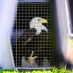 Brian Kelly Instagram - Releasing a bald eagle back into the wild after being treated at the LSU Vet School