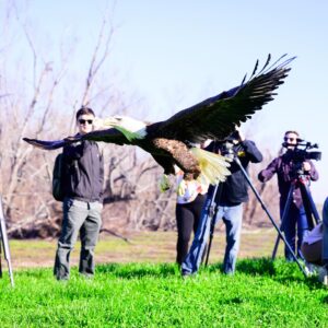 Brian Kelly Instagram - Releasing a bald eagle back into the wild after being treated at the LSU Vet School