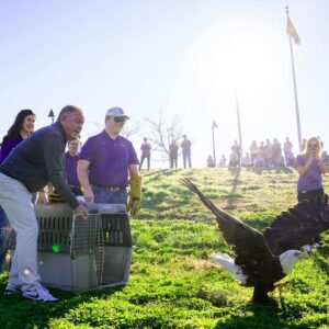 Brian Kelly Instagram - Releasing a bald eagle back into the wild after being treated at the LSU Vet School