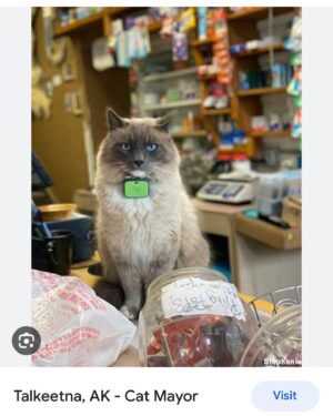 Brooks Wheelan Instagram - I saw this cat walking around and did a bit because the mayor of this town is a cat. Hours later I looked it up and turns out IT WAS THE ACTUAL FUCKING MAYOR! Im star struck. Alaska rocks.