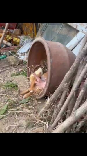 Bruna Lombardi Instagram - Alguém vai dizer que não é família?

#familia
#amor
#animals
