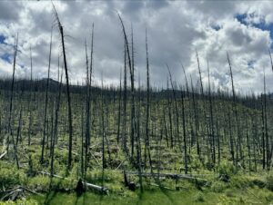 Bryan Cranston Instagram - *NOTE: Our trip was just before the greater Jasper area was hit with a devastating forrest fire. When the area recovers, they will be in great need to get up and running again and welcome tourists back to this glorious part of the world. It’s worth the trip.

——————

Hello again for the next part of the journey…

We set off by way of the Rocky Mountaineer train tour, snaking through the Canadian Rockies to Jasper.  Tablecloth service, excellent food, beautiful scenery, nice folks… and I remained mostly unrecognized for the trip. I often get asked “Has anyone ever told you that you look exactly like Bryan Cranston?” To which I reply, “Yes. You know, I’ve heard that a lot.”  And then go about my way…

In Jasper we arrived in perfect weather. They were expecting us at the Fairmont Jasper Park Lodge and we had a beautiful log cabin to settle in for a couple days… A man of the wild… with his plush robe and hot cappuccino. 

We took a tour on the spectacular Maligne Lake. And yes, it really is turquoise… stunning views on this glacial lake. 

They’re not immune to forrest fires and had a really bad one a few years ago. We’re told, this one was started by carelessness. A shame.

Back at the cabin, the attentive Fairmont staff wanted to make sure that we had a close encounter with some wild life. I had no idea Grizzlies could be that delicious.

We dined that night at the hotel (why leave perfection?) and tried a Bison steak… Very tasty and tender…

The next day it was time to say goodbye to the Jasper Park Lodge. As we headed out, we saw a mama grizzly and her cubs along a lake… I wanted to go taste that one too, but Robin advised against that… I wonder why?

Tomorrow it’s on to Lake Louise… see you then,
Bryan