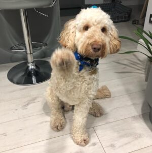 Callum Scott Howells Instagram - DEWI APPRECIATION POST ❤️

Yesterday my boy turned 1 and today it’s #LoveYourPet Day. So today I’m channeling all my love towards Dewi and all the bloody beautiful doggos around the world. They are full of love and we need to protect them at all costs. 

🐶

P.s. check out the amazing work @the_blue_cross do. They’re incredible.