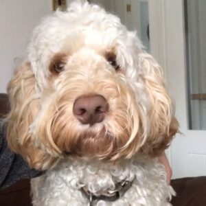 Callum Scott Howells Instagram - DEWI APPRECIATION POST ❤️

Yesterday my boy turned 1 and today it’s #LoveYourPet Day. So today I’m channeling all my love towards Dewi and all the bloody beautiful doggos around the world. They are full of love and we need to protect them at all costs. 

🐶

P.s. check out the amazing work @the_blue_cross do. They’re incredible.