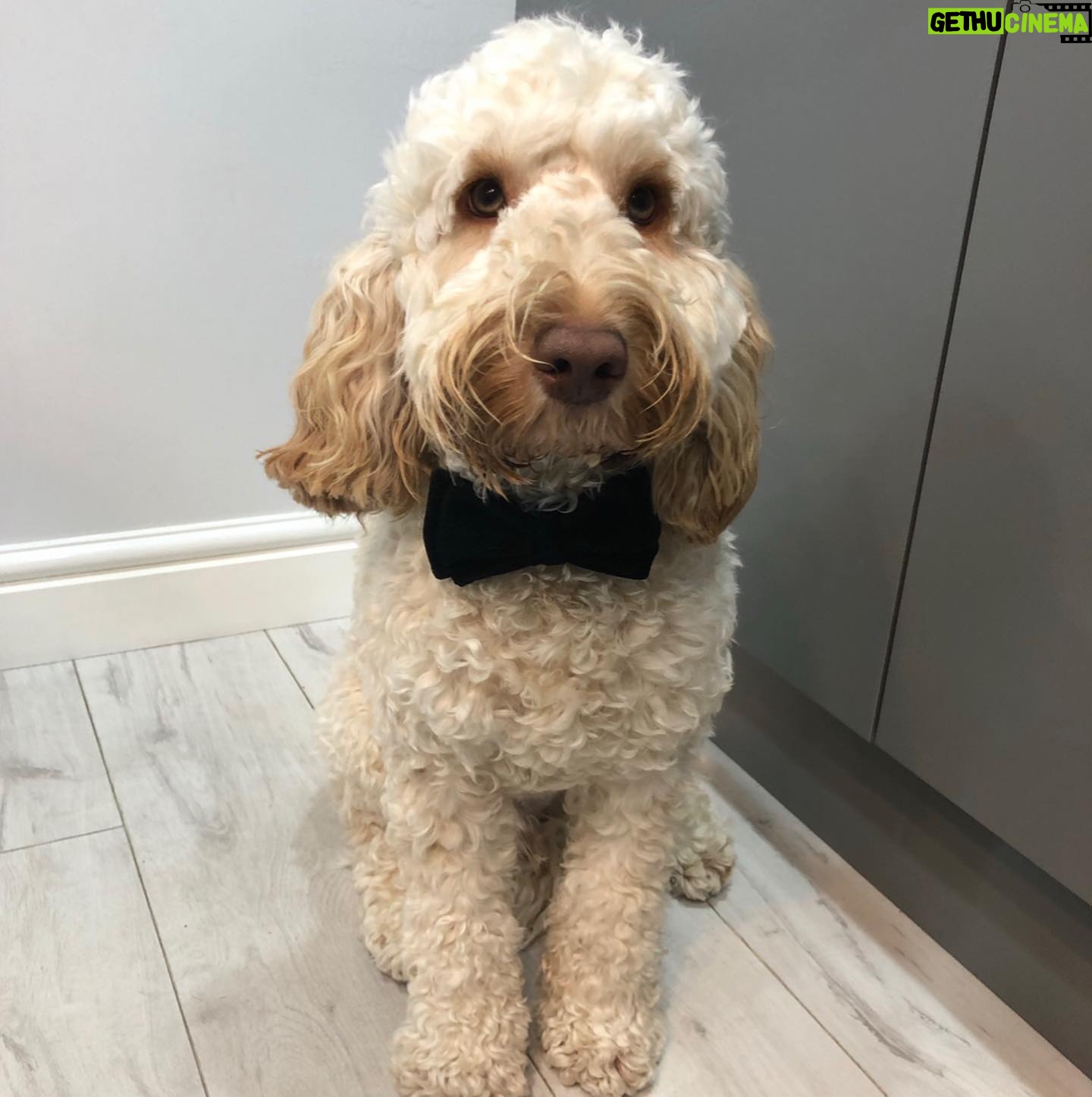 Callum Scott Howells - 22.6K Likes - DEWI APPRECIATION POST ❤️
Yesterday my boy turned 1 and today it’s #LoveYourPet Day. So today I’m channeling all my love towards Dewi and all the bloody beautiful doggos around the world. They are full of love and we need to protect them at all costs.
🐶
P.s. check out the amazing work @the_blue_cross do. They’re incredible.