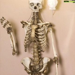 Carla Valentine - 561 Likes - This is the skeleton of ‘The Yorkshire Witch’ Mary Bateman, 1768- 1809, and an image of a cup made from her skin. (Straight off the bat I want to give @thepoisonerscabinet a shoutout because I learned about this woman in Ep 14 of their podcast and they recently reached over 200!)
☠️
Although Mary was known as ‘The Yorkshire Witch’ she was actually a con artist and murderer of 5 people. There’s so much to tell about her crimes but my favourite has to be when she claimed she had a chicken who could predict the Apocalypse. It was known as “The Prophet Hen of Leeds” and it laid eggs which said CRIST IS COMING (she misspelled ‘Christ’, and I think it would have been even funnier if she’d written ‘Chris’!)
☠️
Mary very cleverly etched this phrase into the shells of the eggs with vinegar - rather than writing it on with ink - because it looked more organic; like a part of the surface. This is because the acetic acid in the vinegar neutralises the calcium carbonate in the shell of the egg, releasing carbon dioxide, causing it to lighten in colour and become thinner. The second part of this con, apparently re-inserting the inscribed eggs into the unfortunate hen, is a bit harder to verify…
☠️
After eventually being exposed as a fraud and murderer she was hanged in York Castle and, as was the custom at the time, “anatomised” or dissected publicly. Her skeleton was then displayed to anyone who paid and her skin was flayed and tanned. It was used to bind books, which are no longer in existence, and used to make a folding cup, which I have to say I’ve never really come across before.
☠️
Up until 2015 most of her skeleton, pictured, was on public display at the Thakray Museum in Leeds. However, with changing attitudes towards the display of human remains and the subsequent Human Tissue Act coming into force, she has been in private storage in the anatomy department of Leeds Medical School since then
(Lots of this info is from MURDERERS' LEATHER By EDWARD ELMHIRST 1954)
☠️
#skeleton #humanremains #witch #poisoner