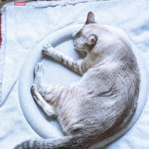 Carlos Nóbrega Instagram - La Queen de la maison 👑⠀
@hoopo_design 😻⠀
⠀
⠀
⠀
⠀
⠀
⠀
#hoopo #ilovemycat #catsofinstagram #catslover #catsoftheworld L⠀
#caturday #photooftheday #photography #cnlive #soyisis #curiouscat #catfood⠀
#cats #catsofinstagram #cat #catstagram #catlife⠀
#catlovers  #meow  #catoftheday #kitty⠀
#love #cute #iamisis #gatos #gato #petsofinstagram⠀
#Hoopodesign ⠀
