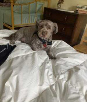 Carolyn Hennesy Instagram - Picked up a little something in the Berkshires.  The new addition went from being named Ernest to Bela Lugosi on account of biting me twice on our first full day together.  He has since mellowed…I hope. Getting him into the carrier at 4:00 am will be fun. I suspect there will be some ground beef hiding a trazodone tablet in the process.  He’s a gem of a boy. Thank you Ivey Abitz, for introducing me to the newest family member. I firmly believe that Sophie Tucker, Spanky Gene, and most especially Arbuckle, have sent him to me from afar, proving they are still watching and loving.