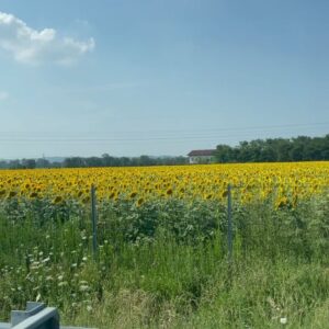 Casadilego Instagram - concerti girasoli selfie latte di soia palestre barche and all that