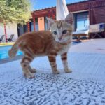 Catrinel Marlon