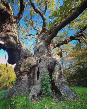 Ceallach Spellman Instagram - Magical day in Sherwood Forrest ✨ 

Home to the biggest Oak tree in England, thought to be around 1000 years old. Course that beauty got hugged. Said hello to Robin & his merry men while I was there to.

You can see what Kedar and I got up to soon ✌🏼💚