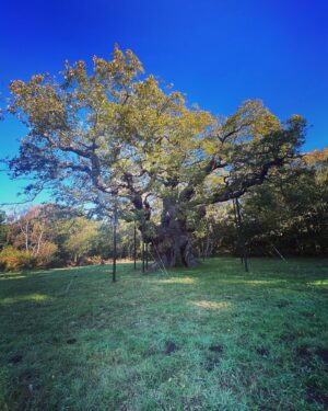 Ceallach Spellman Instagram - Magical day in Sherwood Forrest ✨ 

Home to the biggest Oak tree in England, thought to be around 1000 years old. Course that beauty got hugged. Said hello to Robin & his merry men while I was there to.

You can see what Kedar and I got up to soon ✌🏼💚