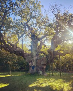 Ceallach Spellman Instagram - Magical day in Sherwood Forrest ✨ 

Home to the biggest Oak tree in England, thought to be around 1000 years old. Course that beauty got hugged. Said hello to Robin & his merry men while I was there to.

You can see what Kedar and I got up to soon ✌🏼💚