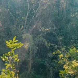 Celeste Cid Instagram - 1. mi lugar en el mundo 
2. mi lugar en el mundo uno sobre otro
3. amiguitos que nos visitaron y copiaron el ítem 2 / esta terraza  @granmeliaiguazu ❤️🐒 inolvidable todo
4. harinas, frutas y flores: si acepto 👰🏻
5. diversidad 
6. el cuerpo del alma
7. mimetizándonos 
8. hola, Dorothy; a veces nos deja verla del otro lado 🌈 
9. la síntesis de todo
10. regreso a casa 

@granmeliaiguazu @may_ariadna