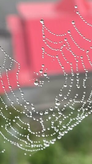 Chandran Instagram - Coppe’s

#cobweb #spiderweb #spider #arachnophobia #nofiltervibing