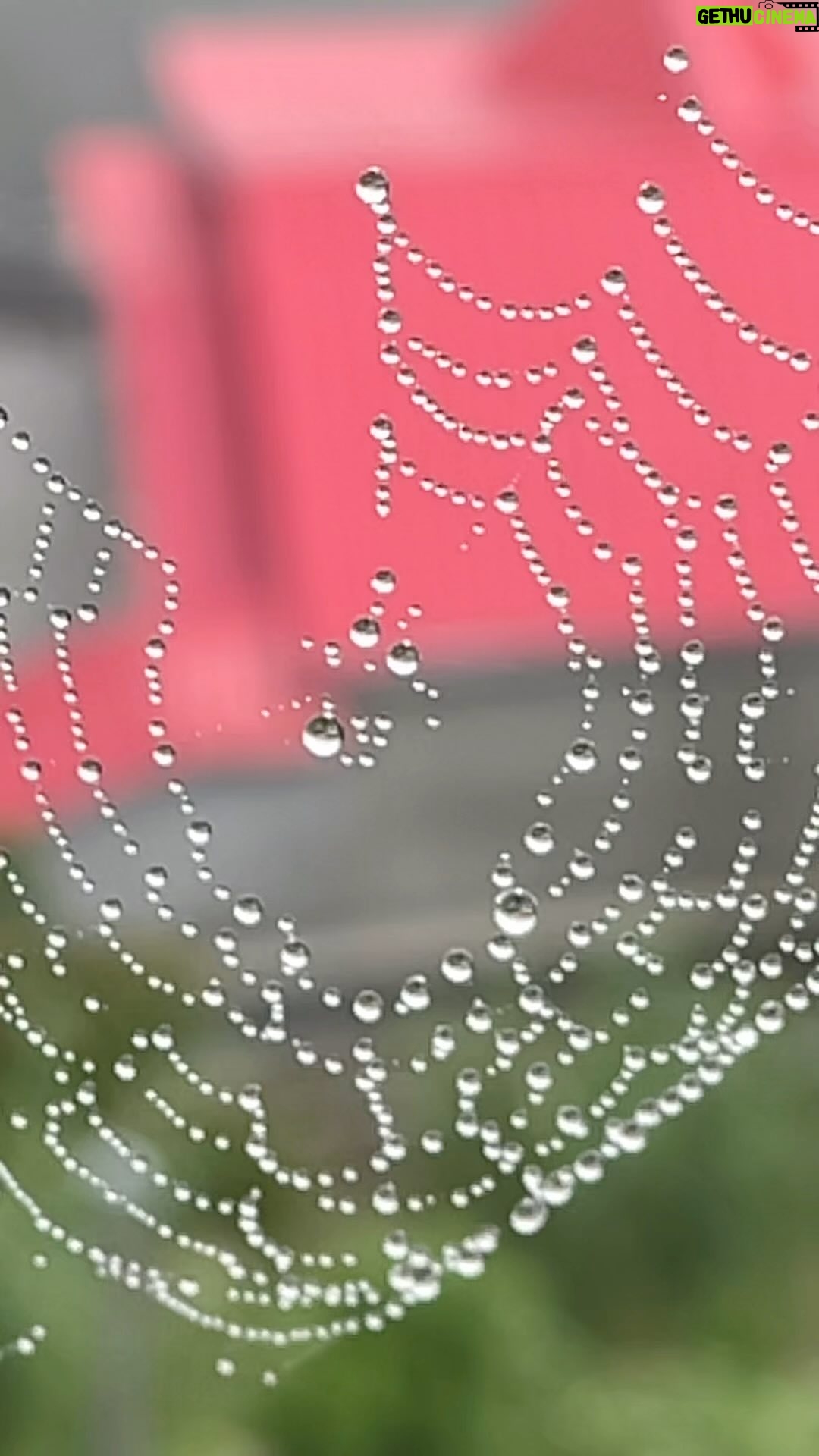 Chandran - 3 Likes - Coppe’s
#cobweb #spiderweb #spider #arachnophobia #nofiltervibing