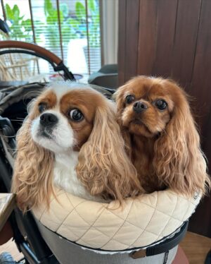 Chanoksuda Raksanaves Instagram - 🐶