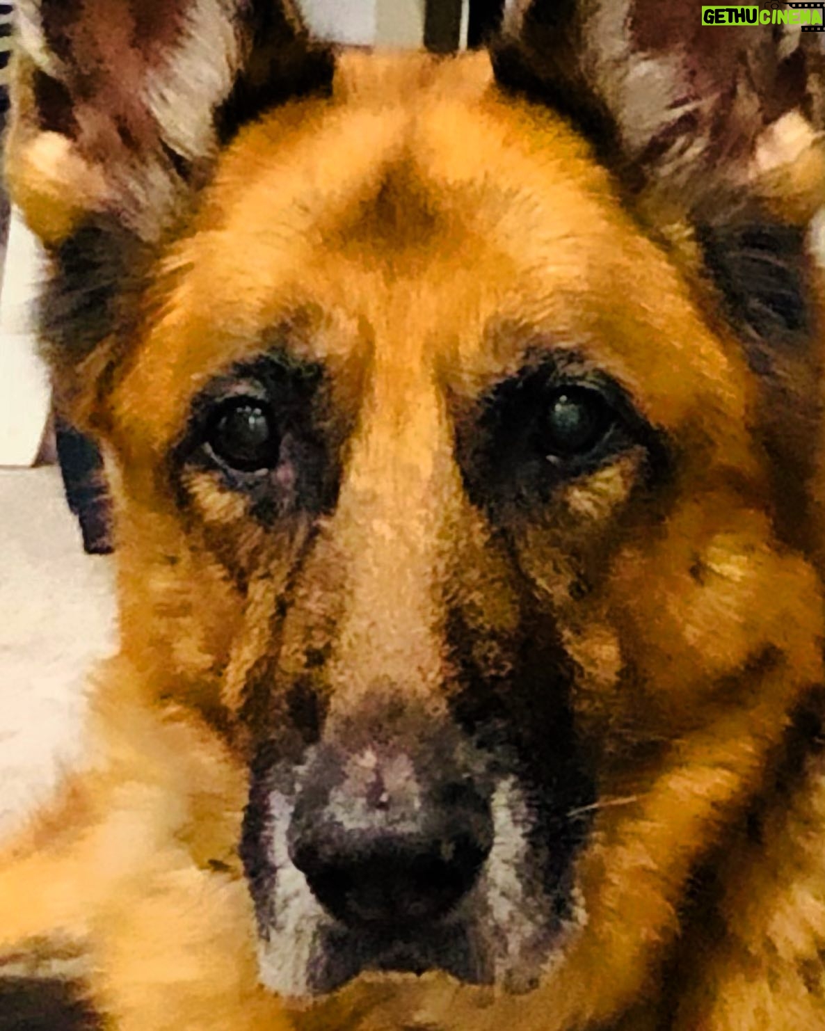 Chris Klein - 4K Likes - This week we had to say goodbye and send up to Heaven the Best Dog I will ever know.
A True Spiritual Warrior in every sense.
The Big Dog with The Huge Heart.
The Chief.
Run Free Big Dog.
Thank you...
For Everything.
“I Never knew me a better Dog and I guess I never will.”
- Chris Stapleton
“Maggie’s Song”