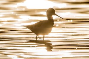 Chris Packham Instagram - Black-winged Stilt , The Gambia . #bird #birds #birdphotography #wildlifephotography #wildlife #thegambia #thegambiaexperience