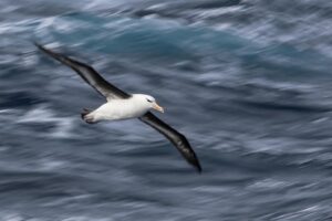Chris Packham Instagram - Black - browed Albatross , Antarctica , Canon 1DX mk 2 , 70-200mm F2.8 #canon #canonuk #wildlife #birds #antarctica #exodustravels