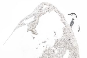 Chris Packham Instagram - Chinstrap Penguin , Antarctica . 5D SR , 500mm F4 #canon #canonuk #wildlife #birds #antarctica #exodustravels #photography #photo #photoart #penguin . On my last trip south I spent most of my time slow panning to produce the sort of image of the King Penguin here (5D SR , 500mm F4 , ISO 100 , 2 seconds) . This time I wanted to obviously do something different so I thought about shooting to make the subjects look drawn , illustrated or painted . So when they were in snow I deliberately overexposed by 3 stops . All day , every frame - got to be brave and stick to your plans ! Then I used Lightroom to fiddle with the blacks , highlights , whites and shadows .