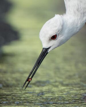 Chris Packham Instagram - Black-winged Stilt , The Gambia . #bird #birds #birdphotography #wildlifephotography #wildlife #photography #photo