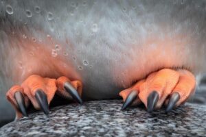 Chris Packham Instagram - Gentoo Penguin , Michelson Harbour , Antarctic Peninsular. Canon 5D SR , 500mm F4 . #canon #canonphotography #canonuk #penguin #bird #birdphotography #wildlifephotography #wildlife