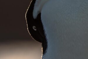 Chris Packham Instagram - Adelie Penguin , Antarctica , Canon 5D SR , 500mm F4 #canon #canonuk #wildlife #birds #antarctica #penguin #exodustravels