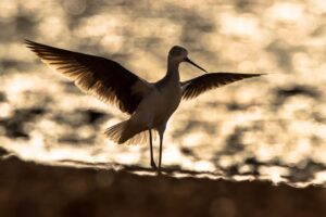 Chris Packham Instagram - Black-winged Stilt , The Gambia . #birds #bird ##wildlifephotography #wildlife #thegambia #thegambiaexperience #photography
