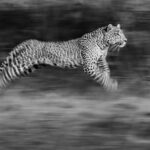 Chris Packham
