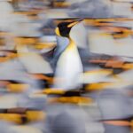 Chris Packham