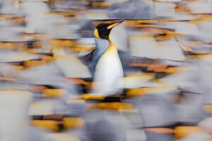 Chris Packham Instagram - Chinstrap Penguin , Antarctica . 5D SR , 500mm F4 #canon #canonuk #wildlife #birds #antarctica #exodustravels #photography #photo #photoart #penguin . On my last trip south I spent most of my time slow panning to produce the sort of image of the King Penguin here (5D SR , 500mm F4 , ISO 100 , 2 seconds) . This time I wanted to obviously do something different so I thought about shooting to make the subjects look drawn , illustrated or painted . So when they were in snow I deliberately overexposed by 3 stops . All day , every frame - got to be brave and stick to your plans ! Then I used Lightroom to fiddle with the blacks , highlights , whites and shadows .