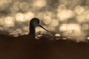 Chris Packham Instagram - Black-winged Stilt . The Gambia . #birds #bird #birdphotography #thegambia #thegambiaexperience #wildlife #wildlifephotography