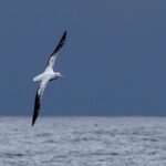 Chris Packham