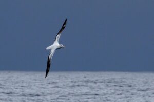 Chris Packham Instagram - Wandering Albatross , Drake Passage . Canon 5D SR , 500mm F4 . #canon #canonphotography #canonuk #bird #birds #wildlife #wildlifephotography