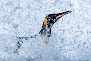 Chris Packham Instagram - King Penguin , Salisbury Plain , South Georgia . Canon 5D SR , 500mm F4 . #canon #canonphotography #canonuk #penguin #penguins #birds #birdphotography #wildlifephotography #wildlife