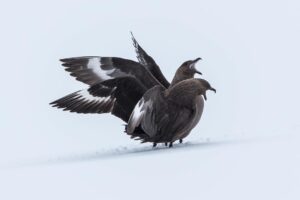 Chris Packham Instagram - South Polar Skua , Neko Harbour , Antarctic Peninsular . Canon 5D SR , 500mm F4 & 1.4x converter #canon #canonphotography #canon_photos #bird #birds #birdphotography #wildlifephotography #wildlife